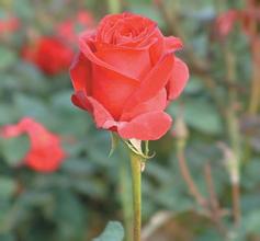 �����齫������������Ƶ��ˮ����APEC�ο��� ǧ�׹�����İ�������(ͼ)...